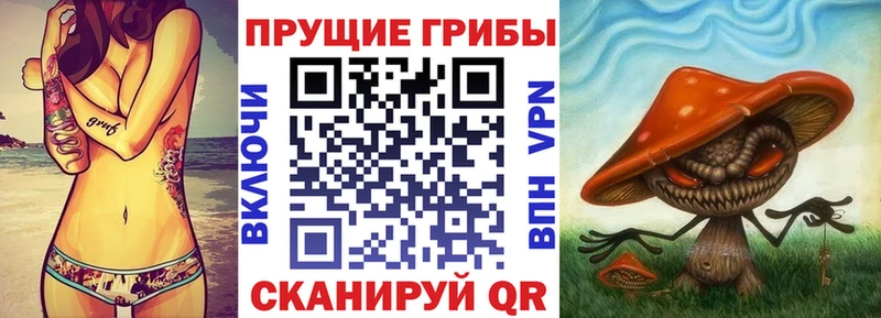 закладка  Суджа  Псилоцибиновые грибы GOLDEN TEACHER 
